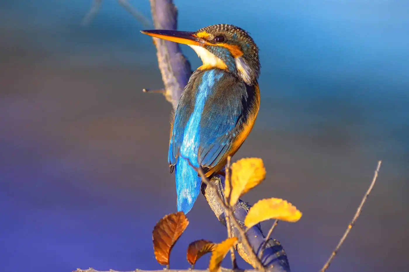 野鳥・朝日を浴びたカワセミの写真画像