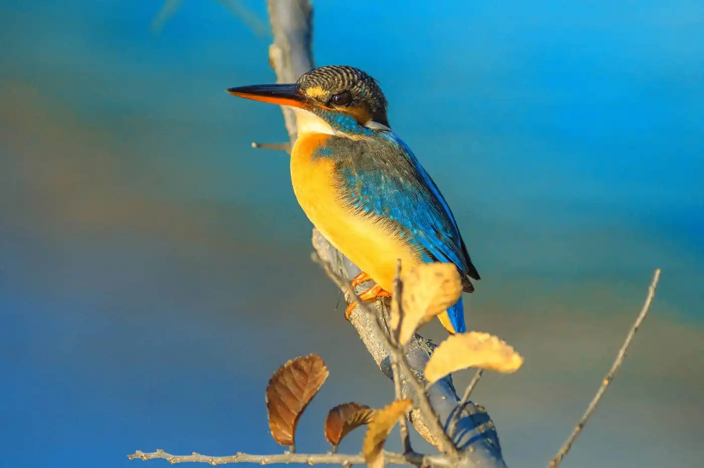 野鳥・朝日を浴びたカワセミの写真画像