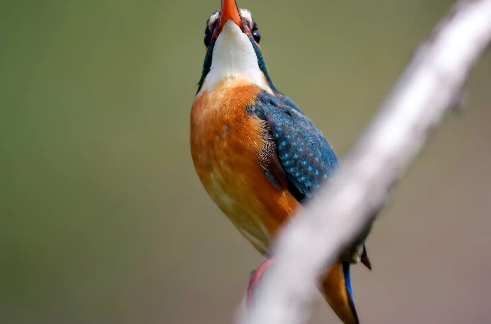 上空の敵を警戒する野鳥・カワセミの写真画像