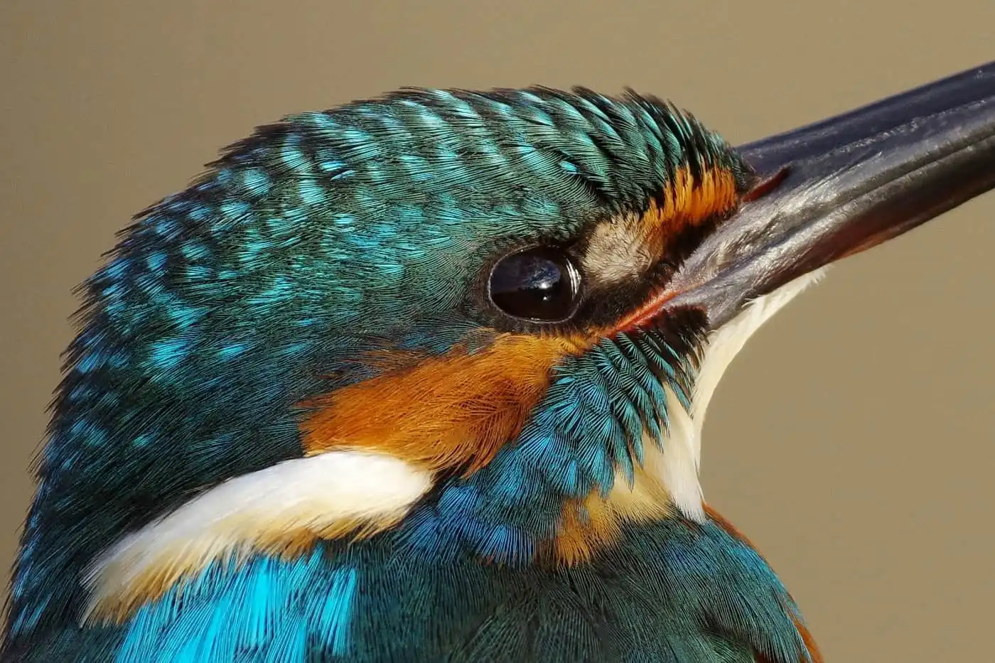 AFボーグ BORG71FLで撮影した野鳥・カワセミの高解像写真画像