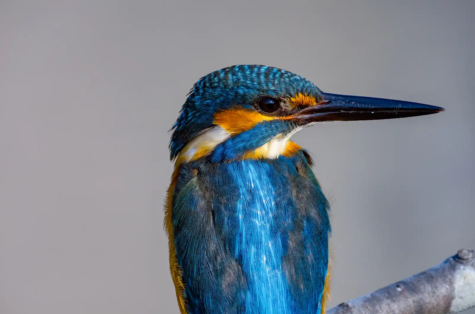 BORG89EDで撮影した野鳥・カワセミの白い羽毛の写真画像
