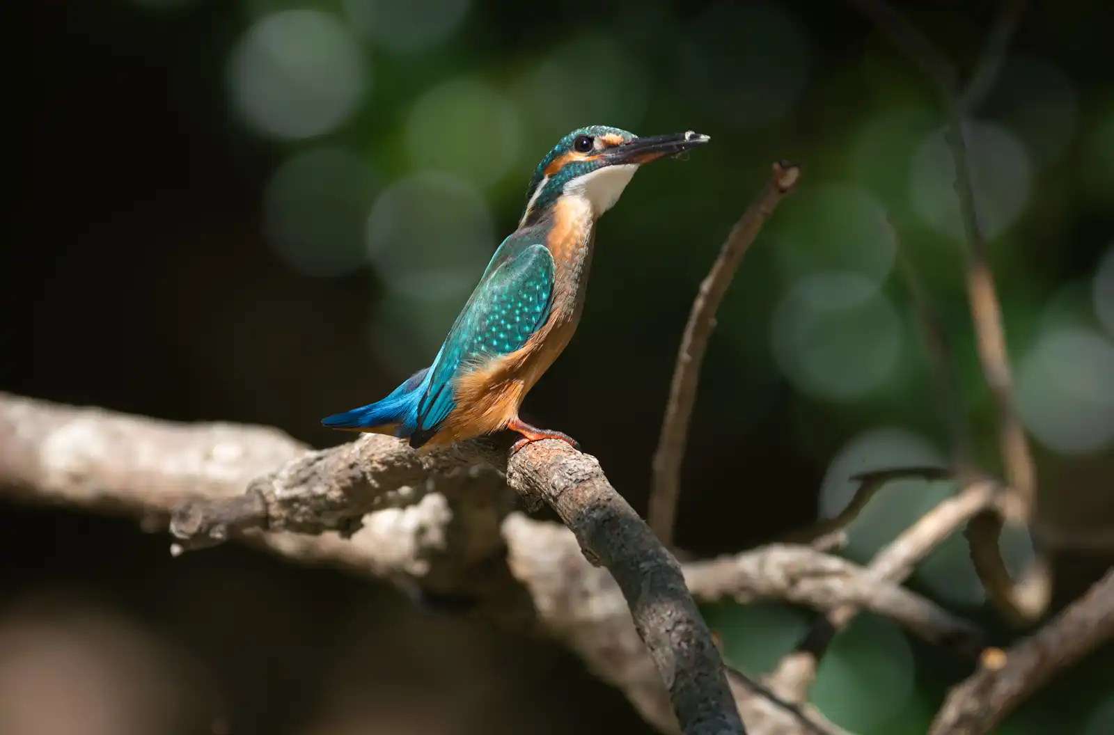 BORG90FLで撮影した野鳥・カワセミ幼鳥の写真画像