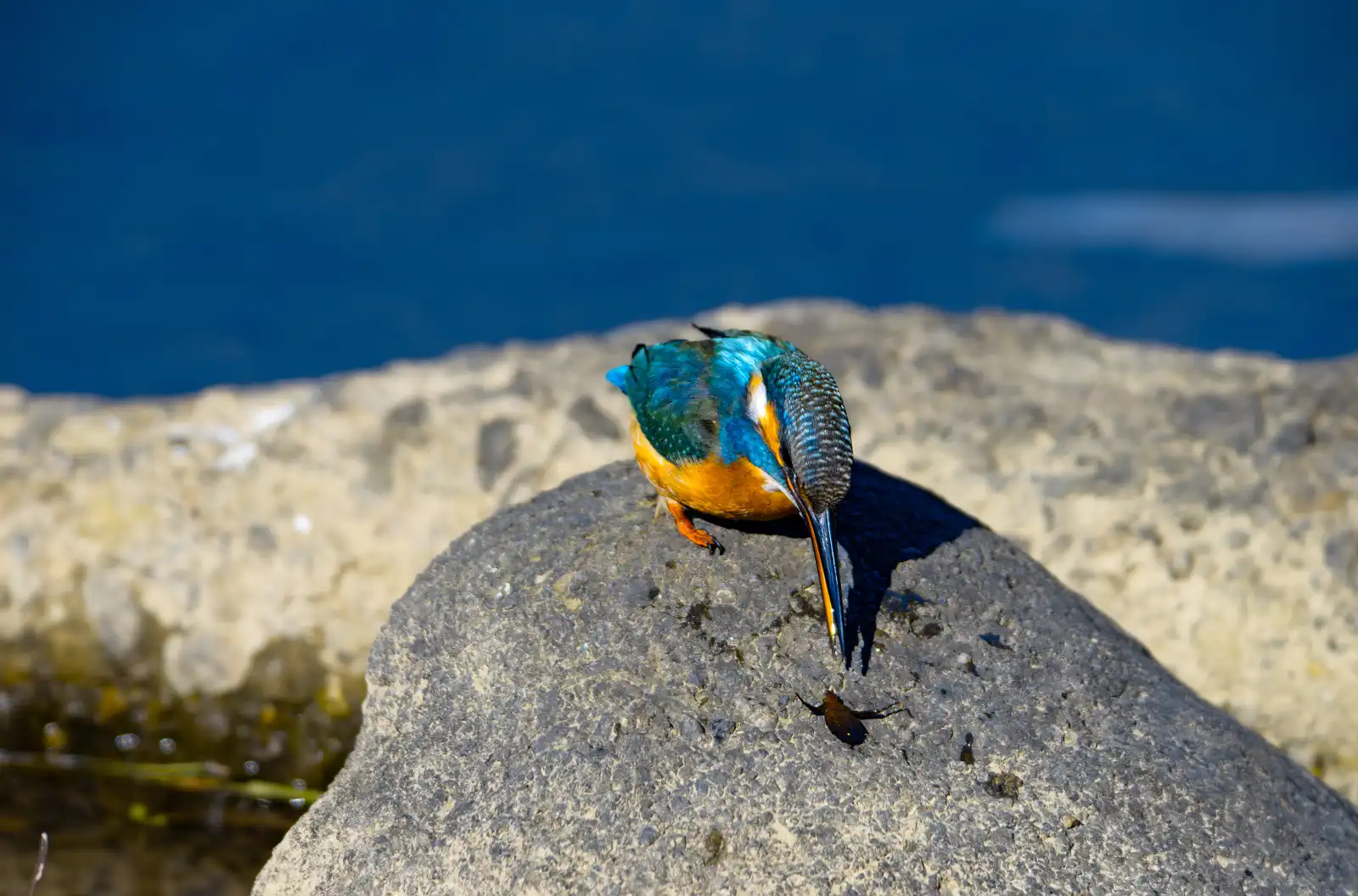 カワセミの野鳥写真画像(高画質) | バーダーショップ フジノ