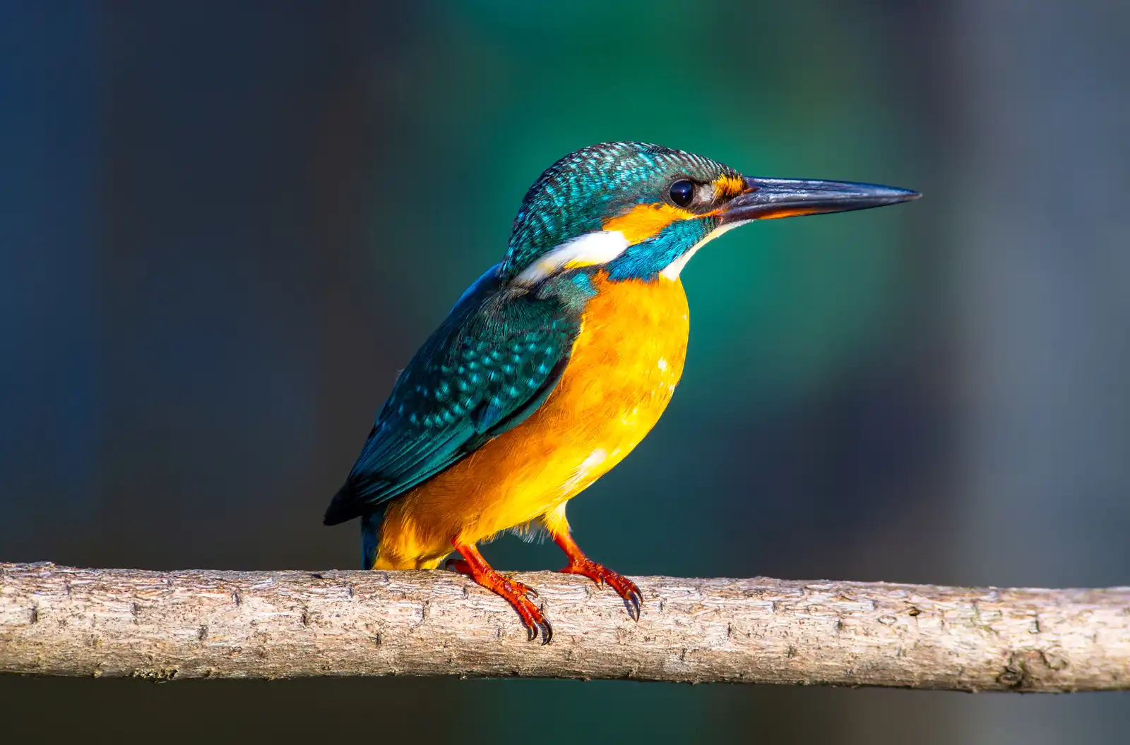 カワセミの野鳥写真画像(高画質) | バーダーショップ フジノ