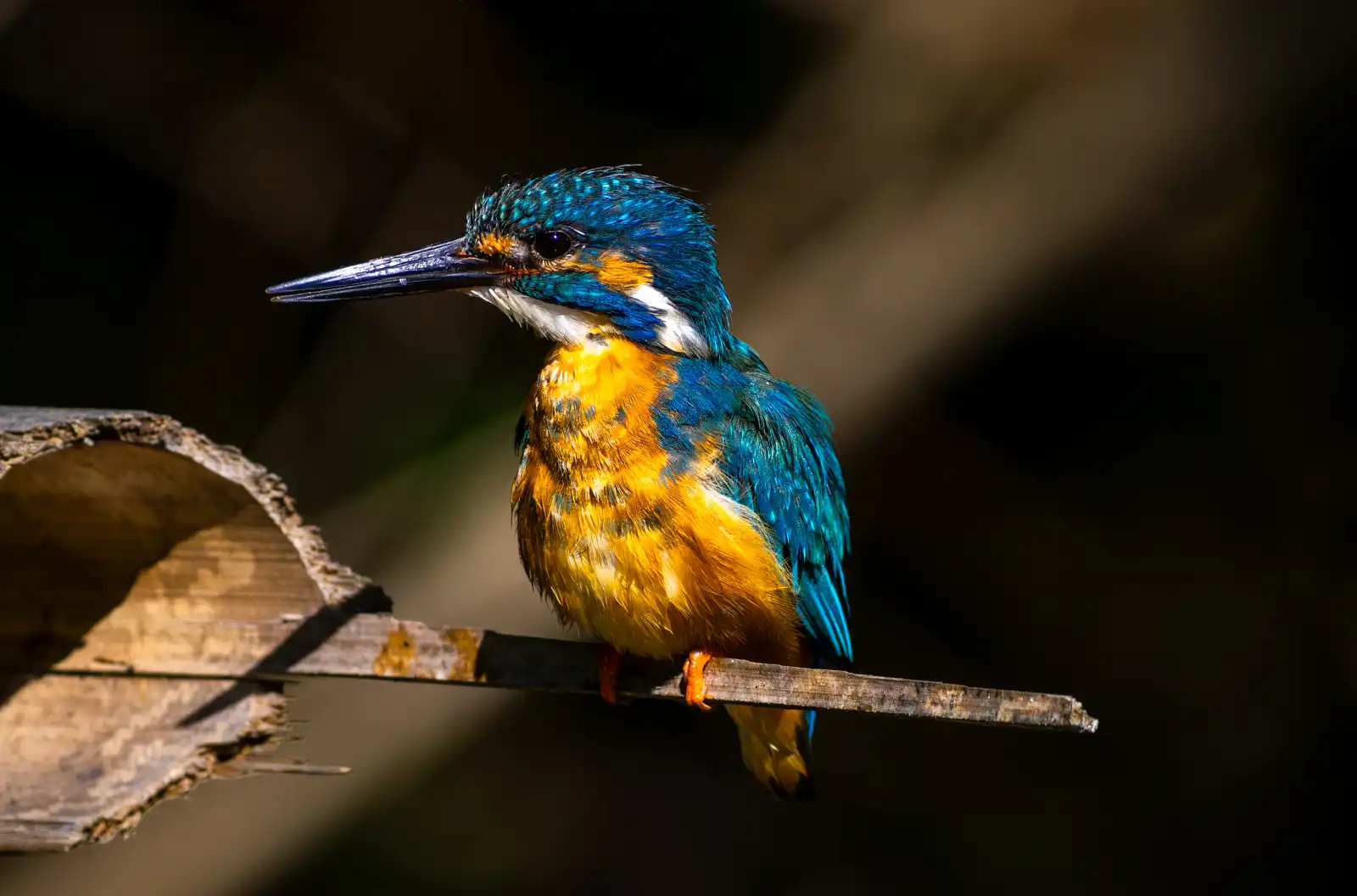 カワセミの野鳥写真画像(高画質) | バーダーショップ フジノ