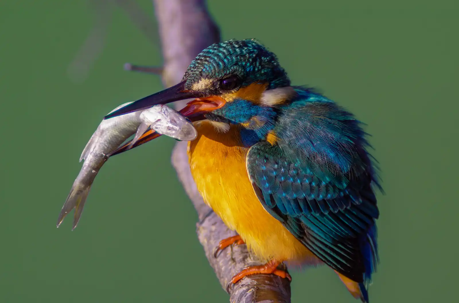 魚を銜えた野鳥・カワセミの捕食シーンの写真画像