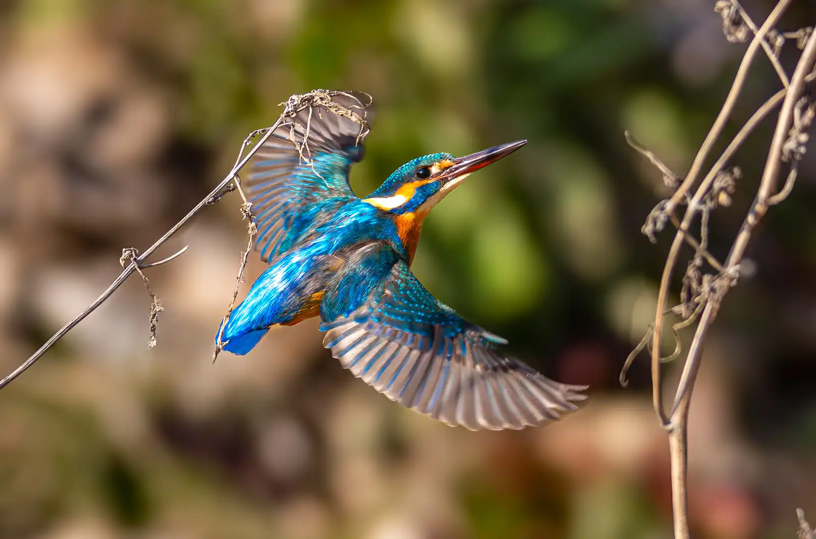 AFボーグ BORG71FLで撮影した野鳥・カワセミのトビモノ写真画像