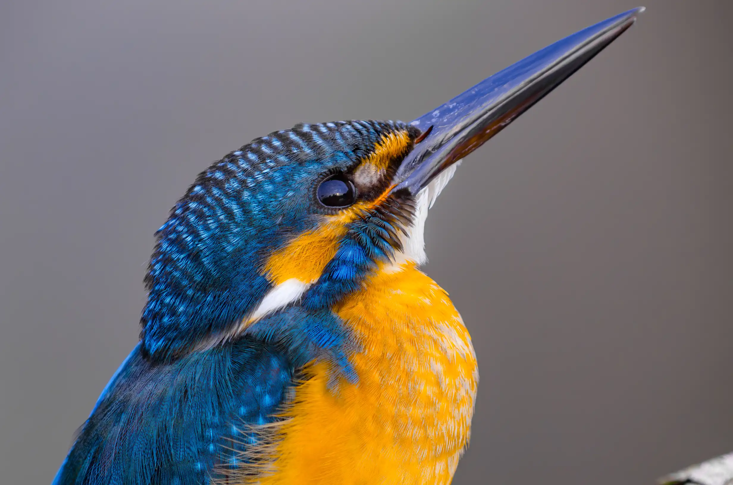 カワセミの野鳥写真画像 高画質 バーダーショップ フジノ