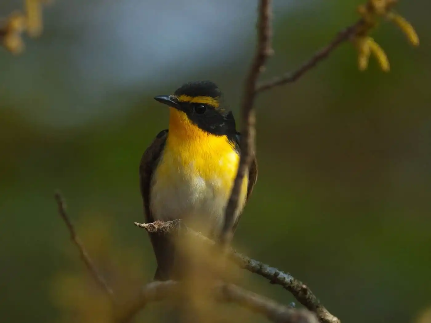 野鳥写真・キビタキの写真