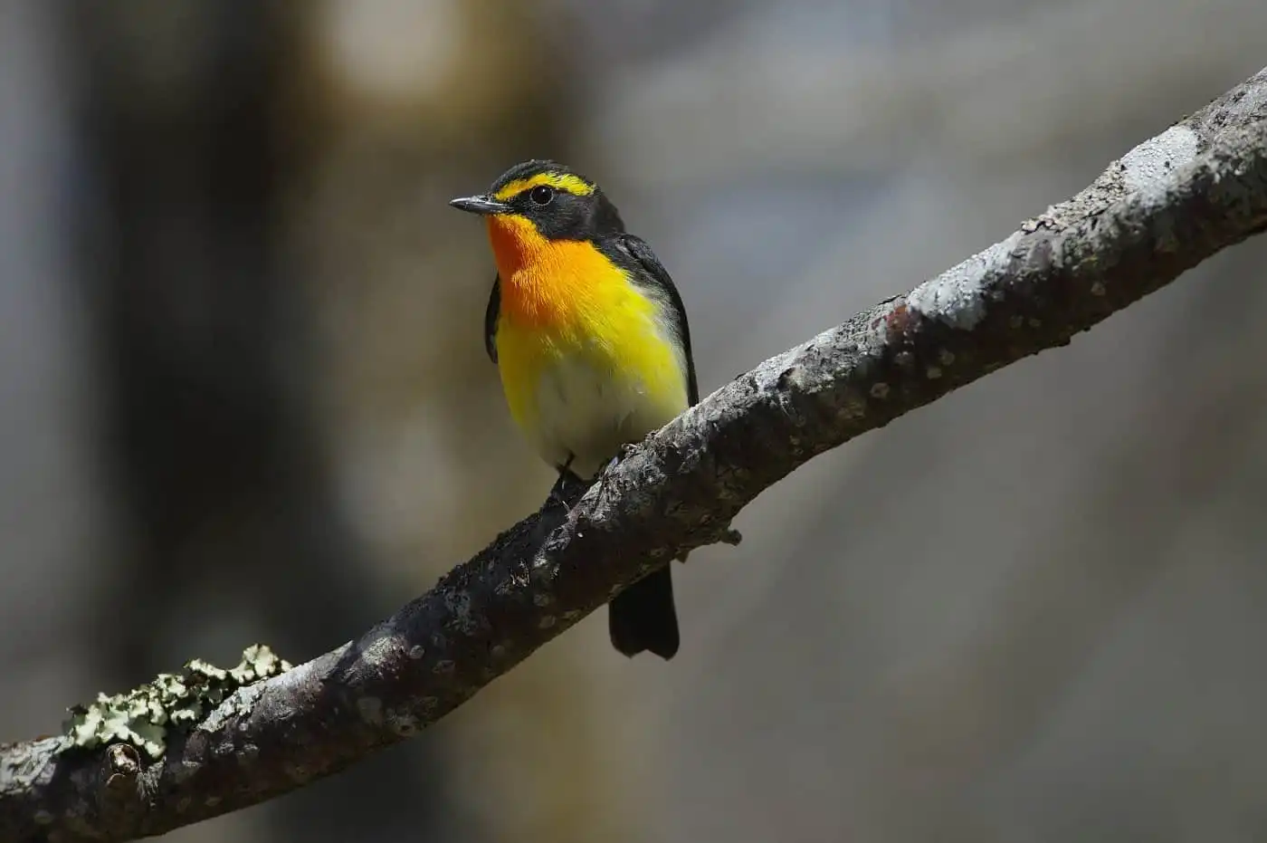 野鳥写真・キビタキの写真