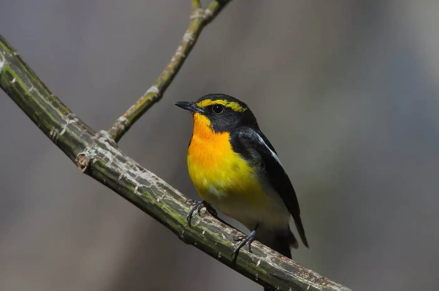 野鳥写真・キビタキの写真