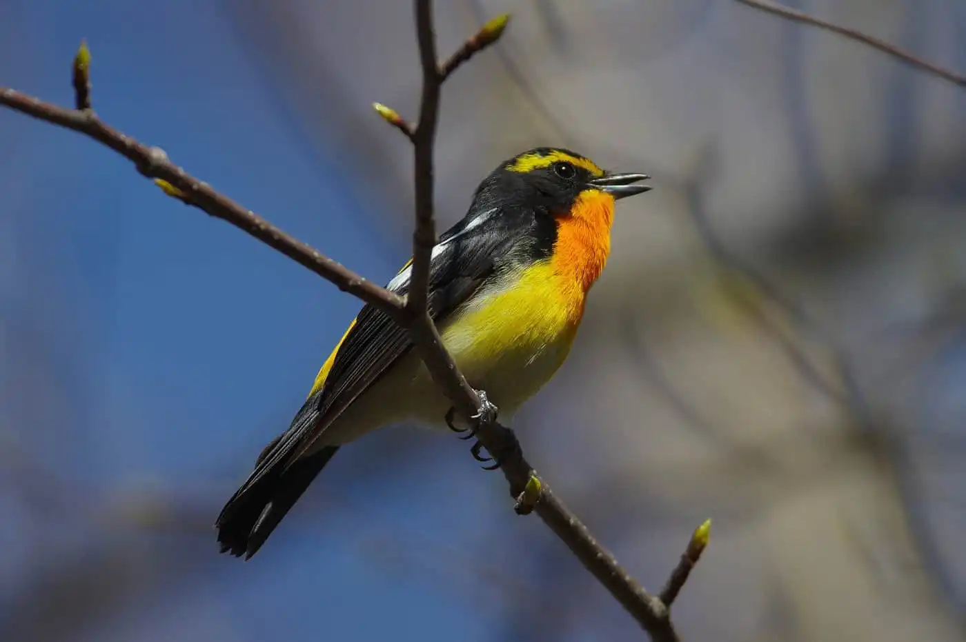 野鳥写真・キビタキの写真