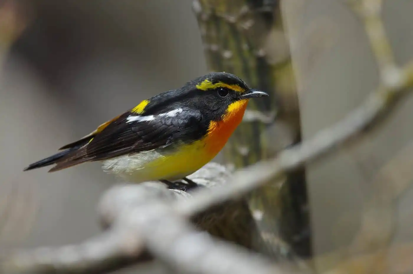 野鳥写真・キビタキの写真
