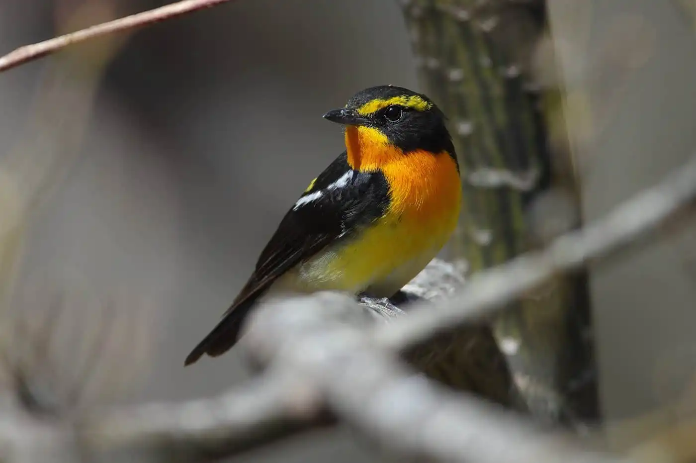 野鳥写真・キビタキの写真