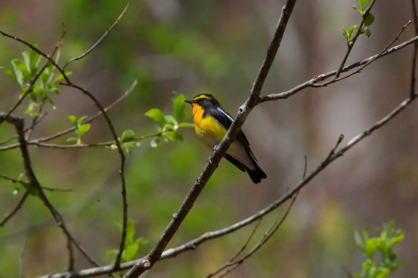 野鳥写真・キビタキの写真