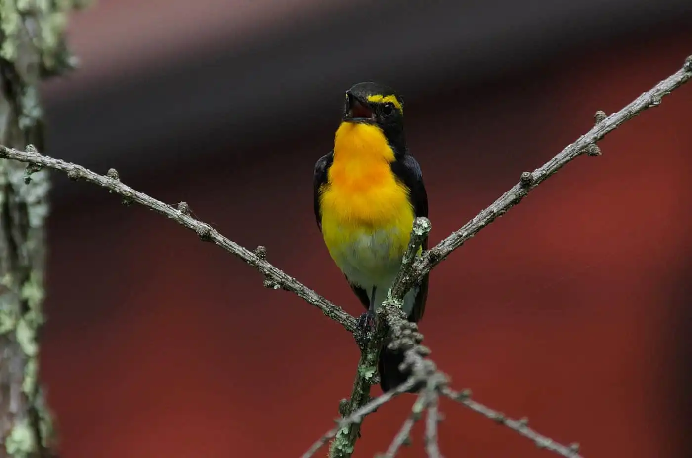 野鳥写真・キビタキの写真