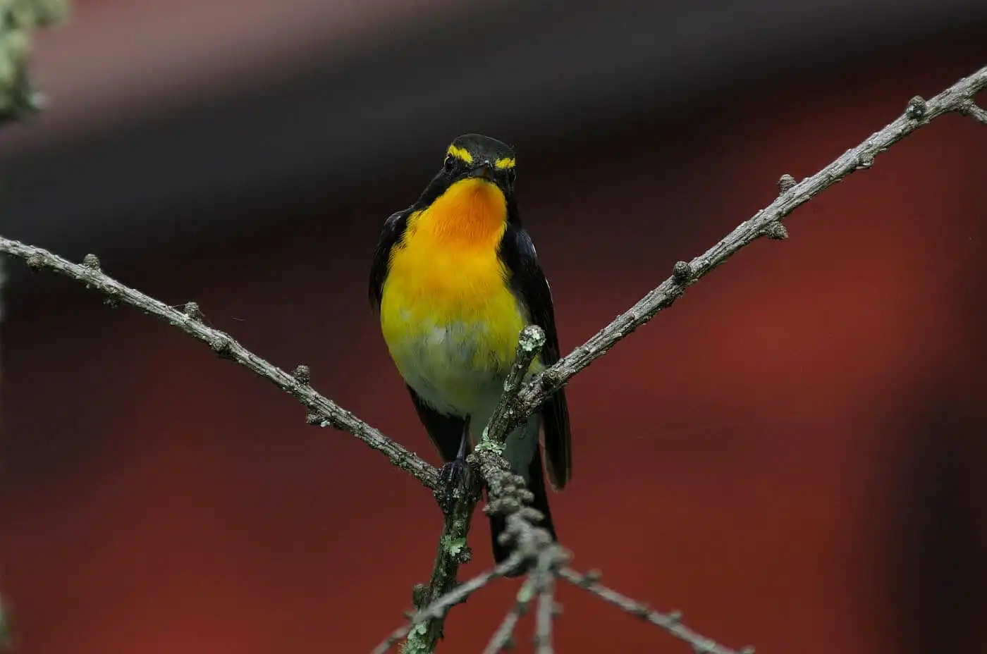 野鳥写真・キビタキの写真
