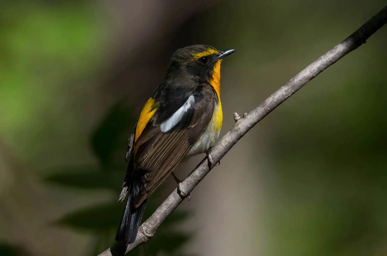 野鳥写真・キビタキの写真