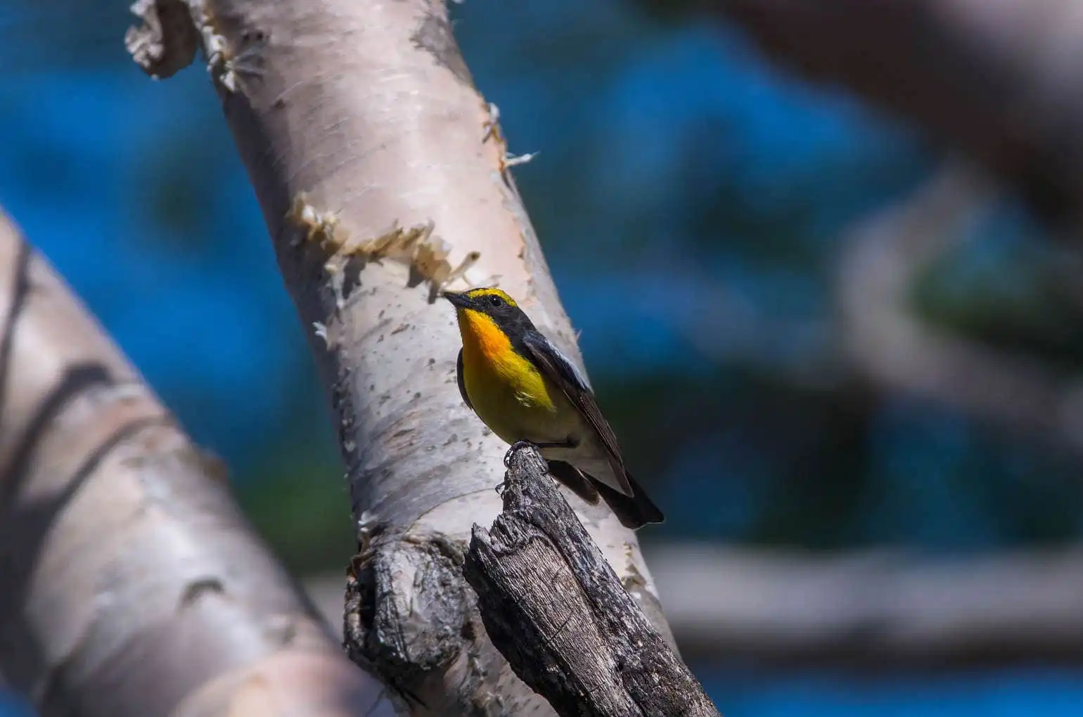 野鳥写真・キビタキの写真