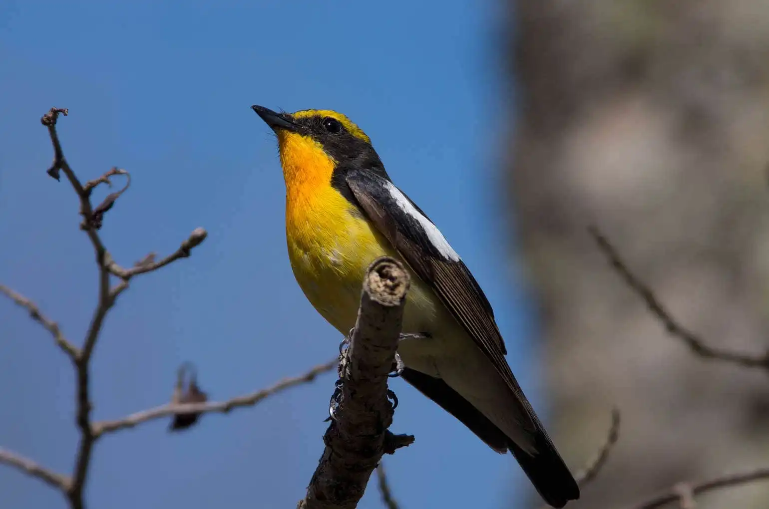野鳥写真・キビタキの写真