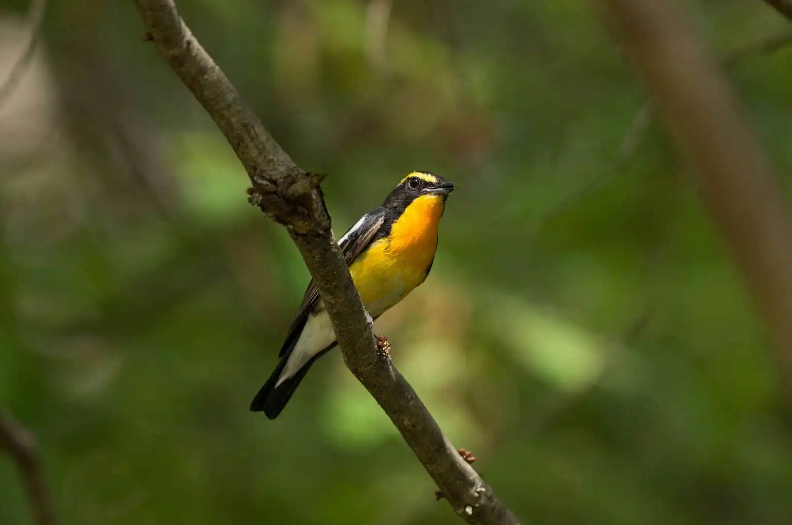 野鳥写真・キビタキの写真