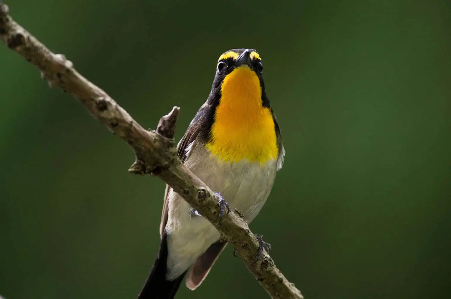 野鳥写真・キビタキの写真