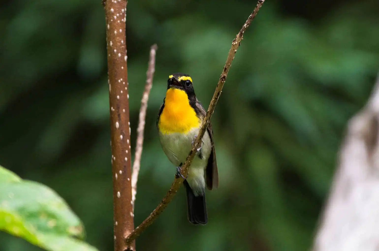 野鳥写真・キビタキの写真