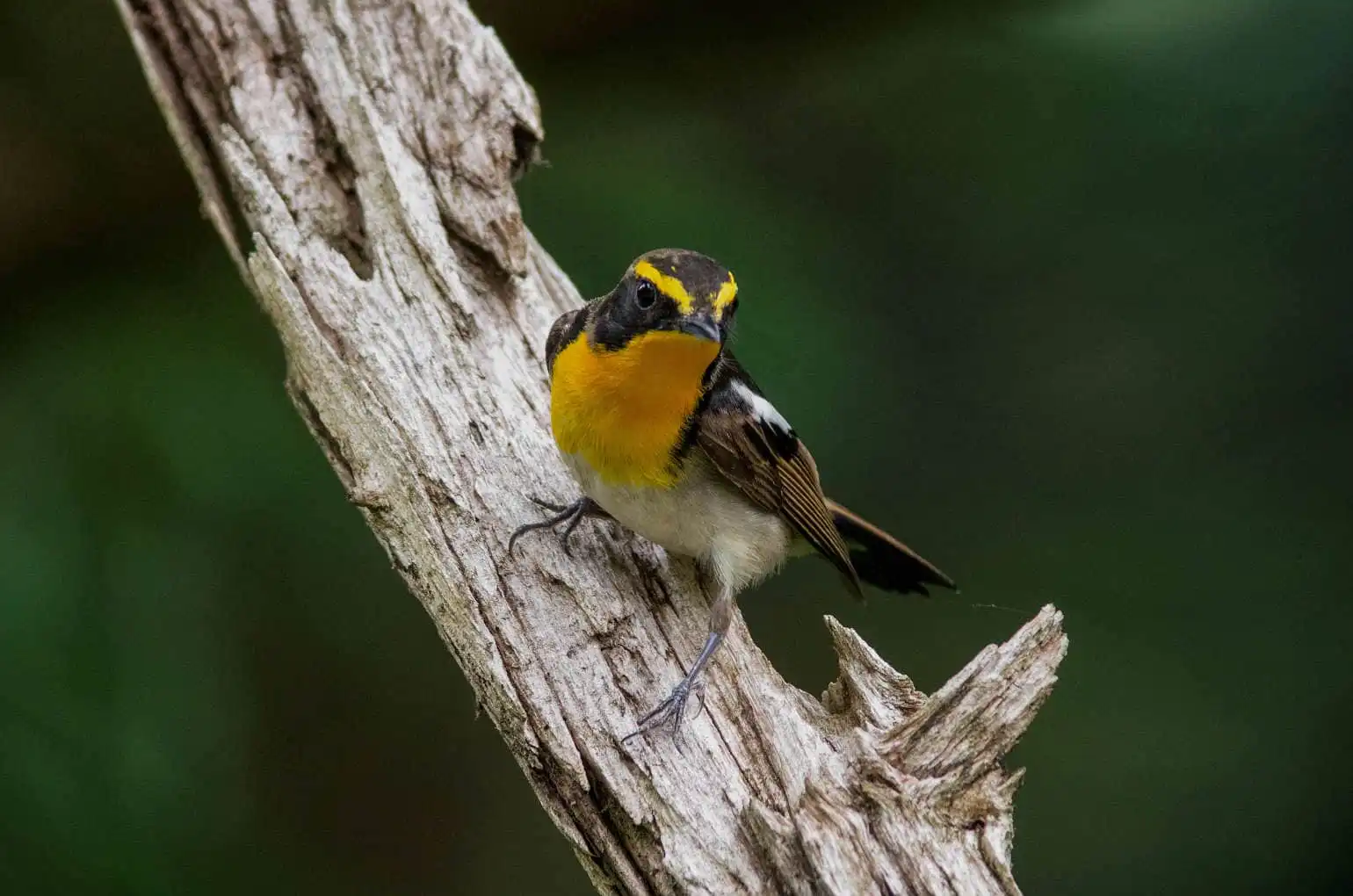 野鳥写真・キビタキの写真