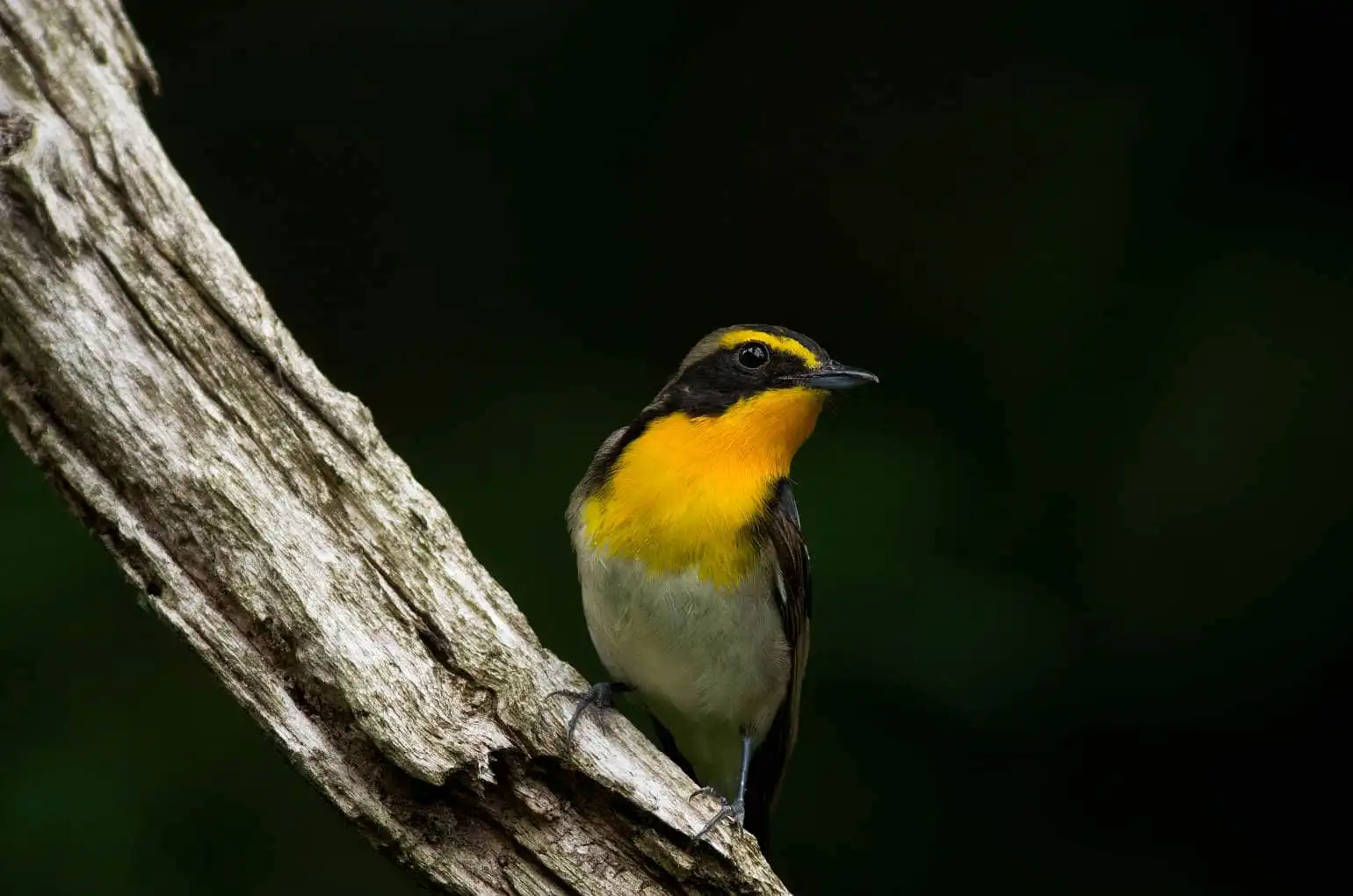 野鳥写真・キビタキの写真