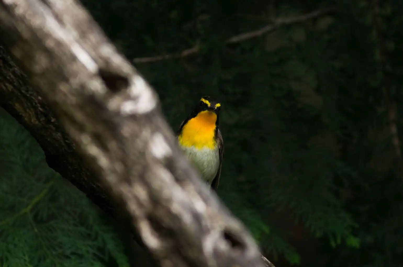野鳥写真・キビタキの写真