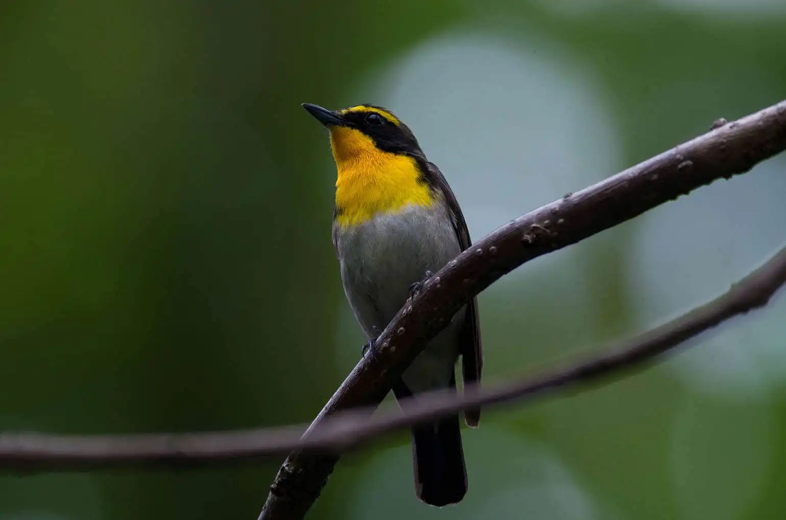 野鳥写真・キビタキの写真