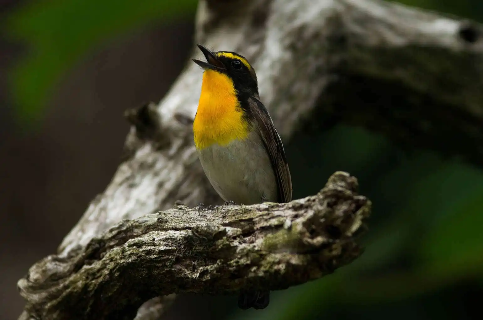 野鳥写真・キビタキの写真