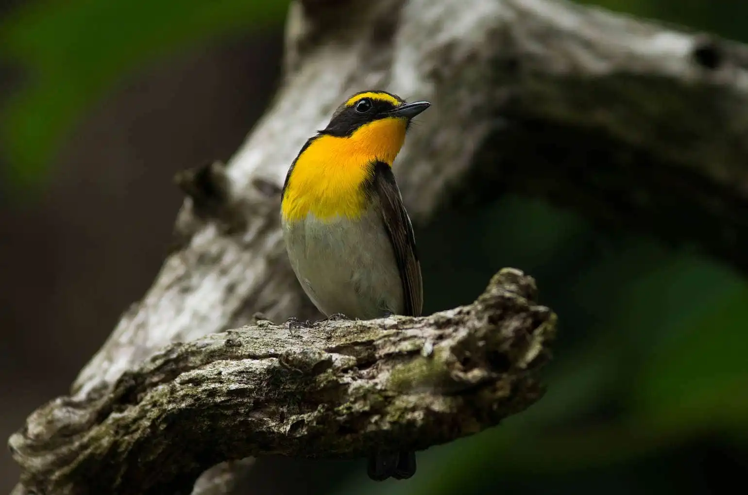 野鳥写真・キビタキの写真