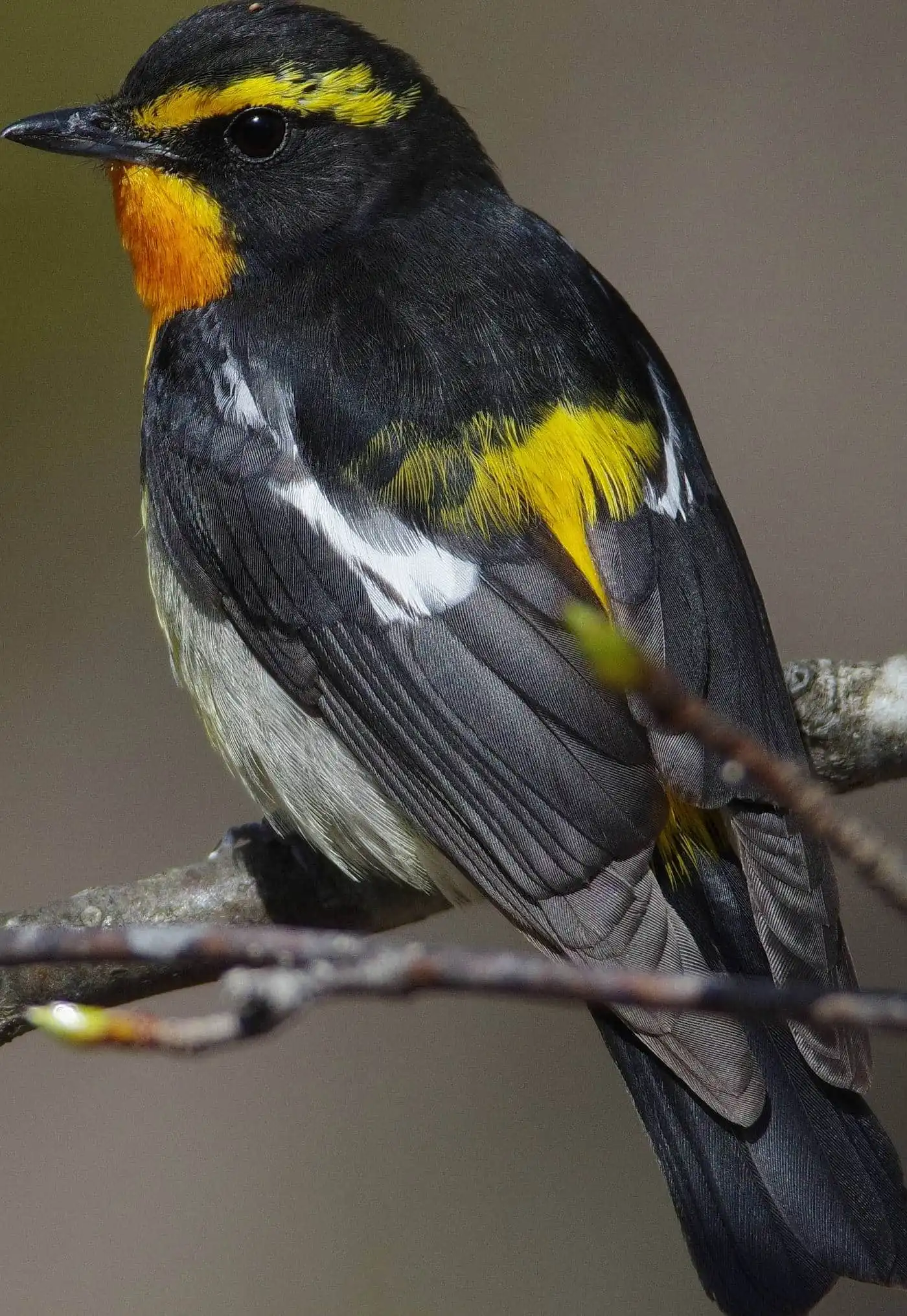 野鳥写真・キビタキの写真