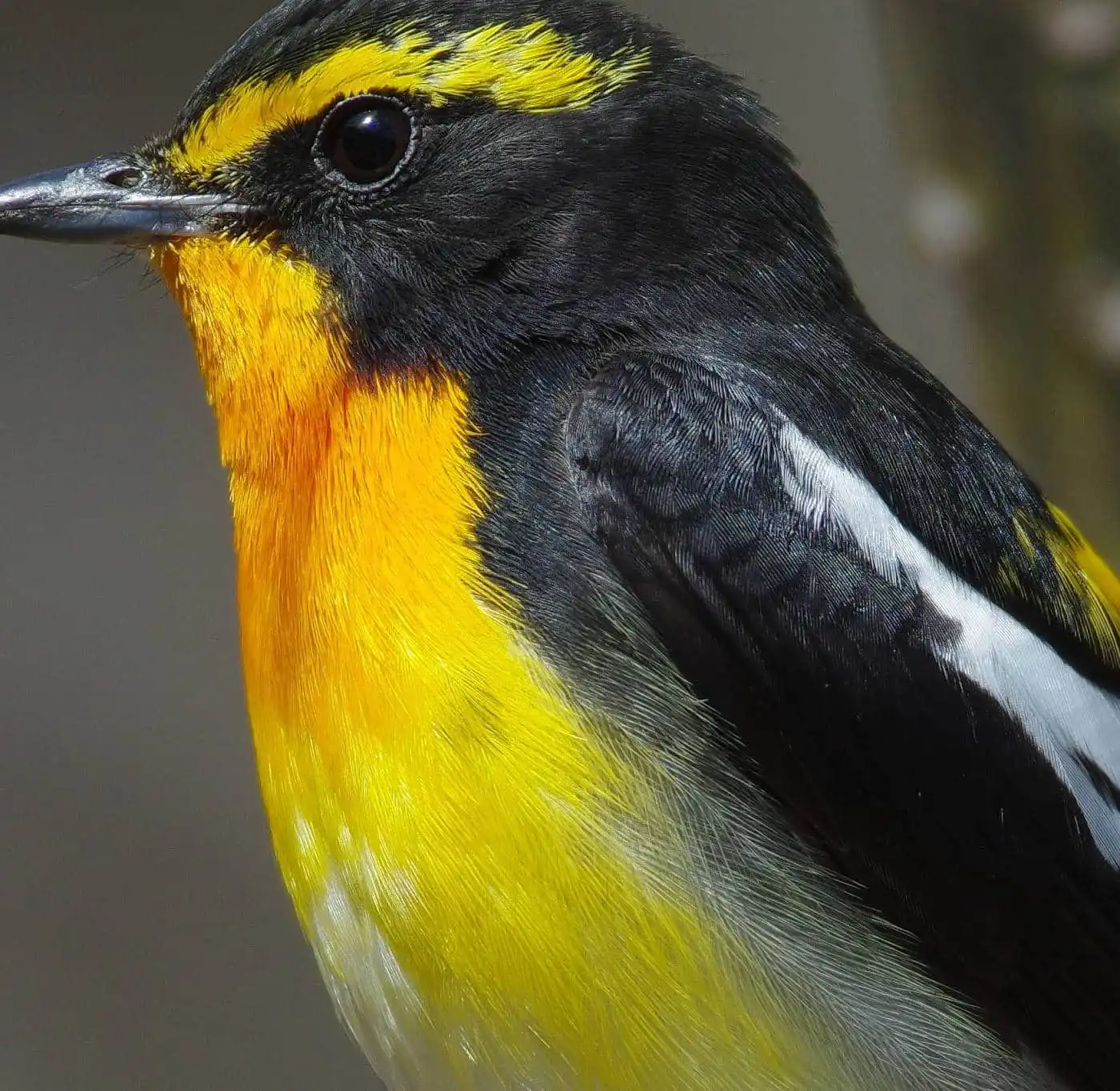野鳥写真・キビタキの写真