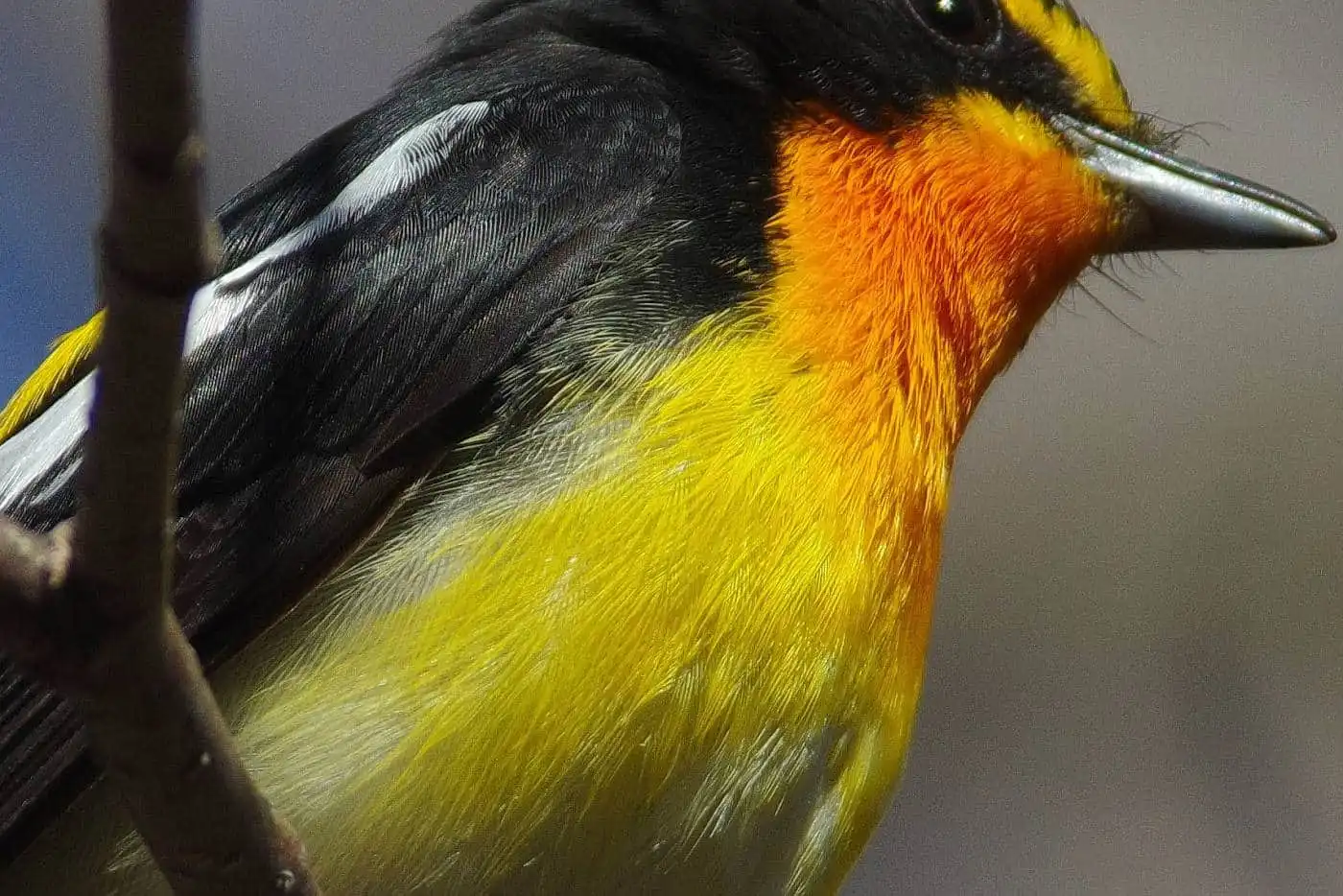 野鳥写真・キビタキの写真
