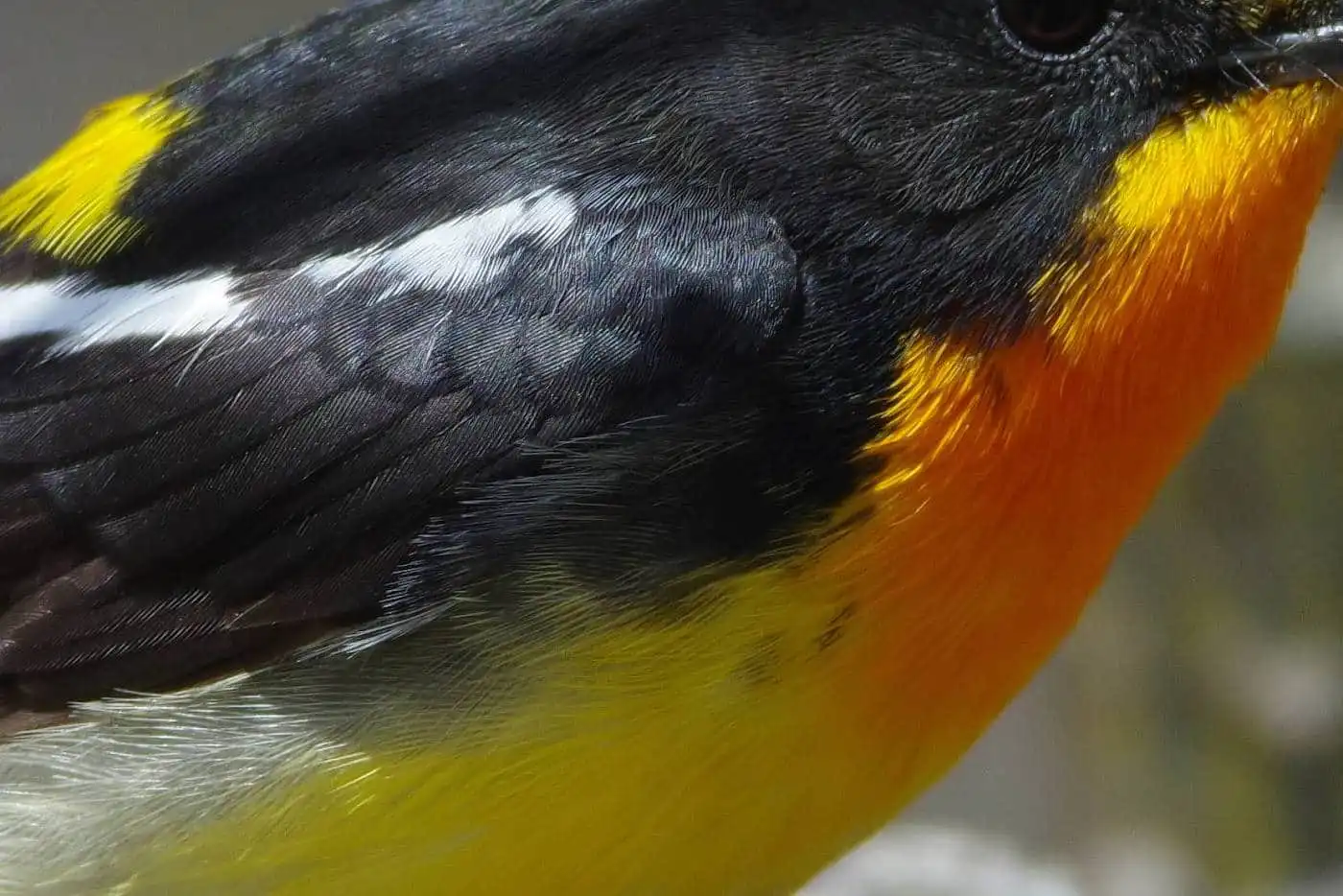 野鳥写真・キビタキの写真