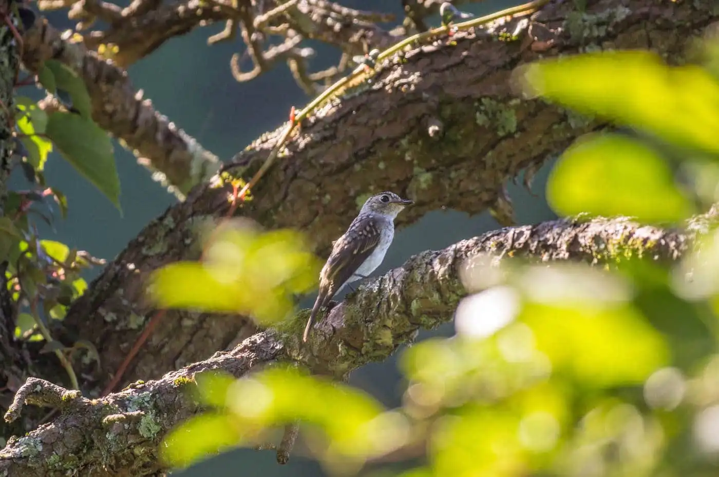野鳥写真・キビタキの写真