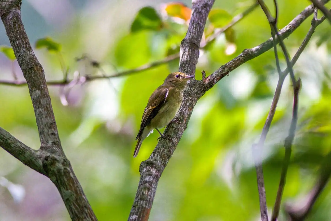 野鳥写真・キビタキの写真