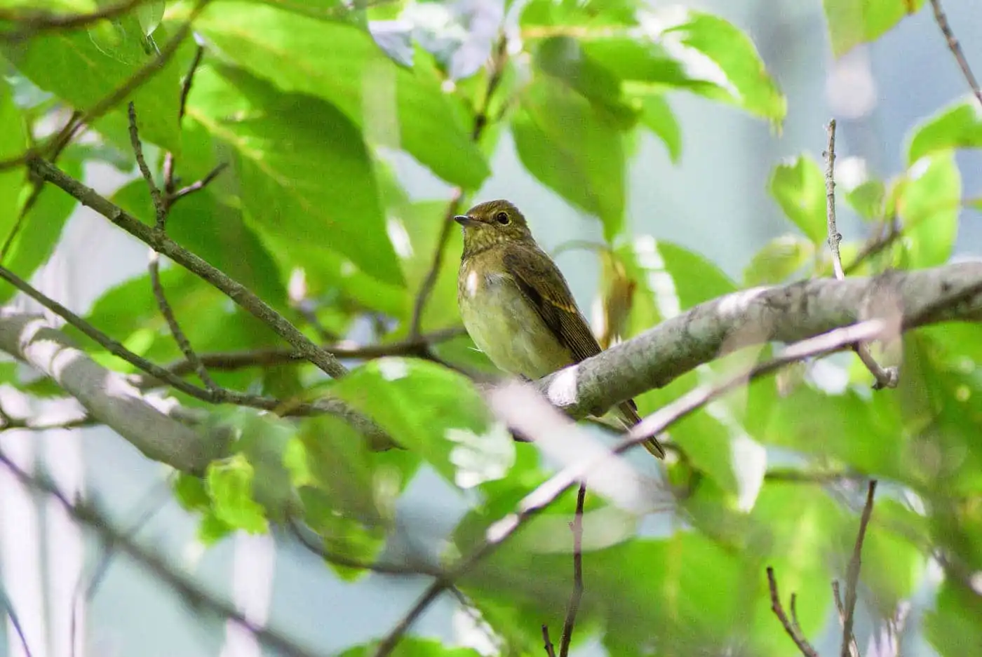 野鳥写真・キビタキの写真