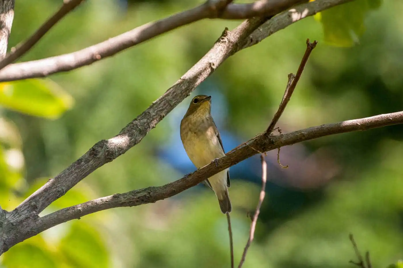 野鳥写真・キビタキの写真