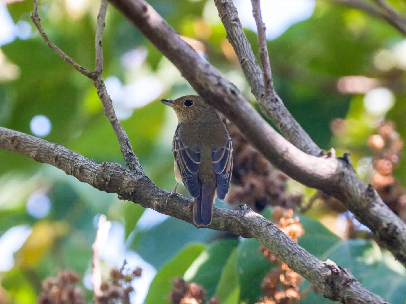野鳥写真・キビタキの写真