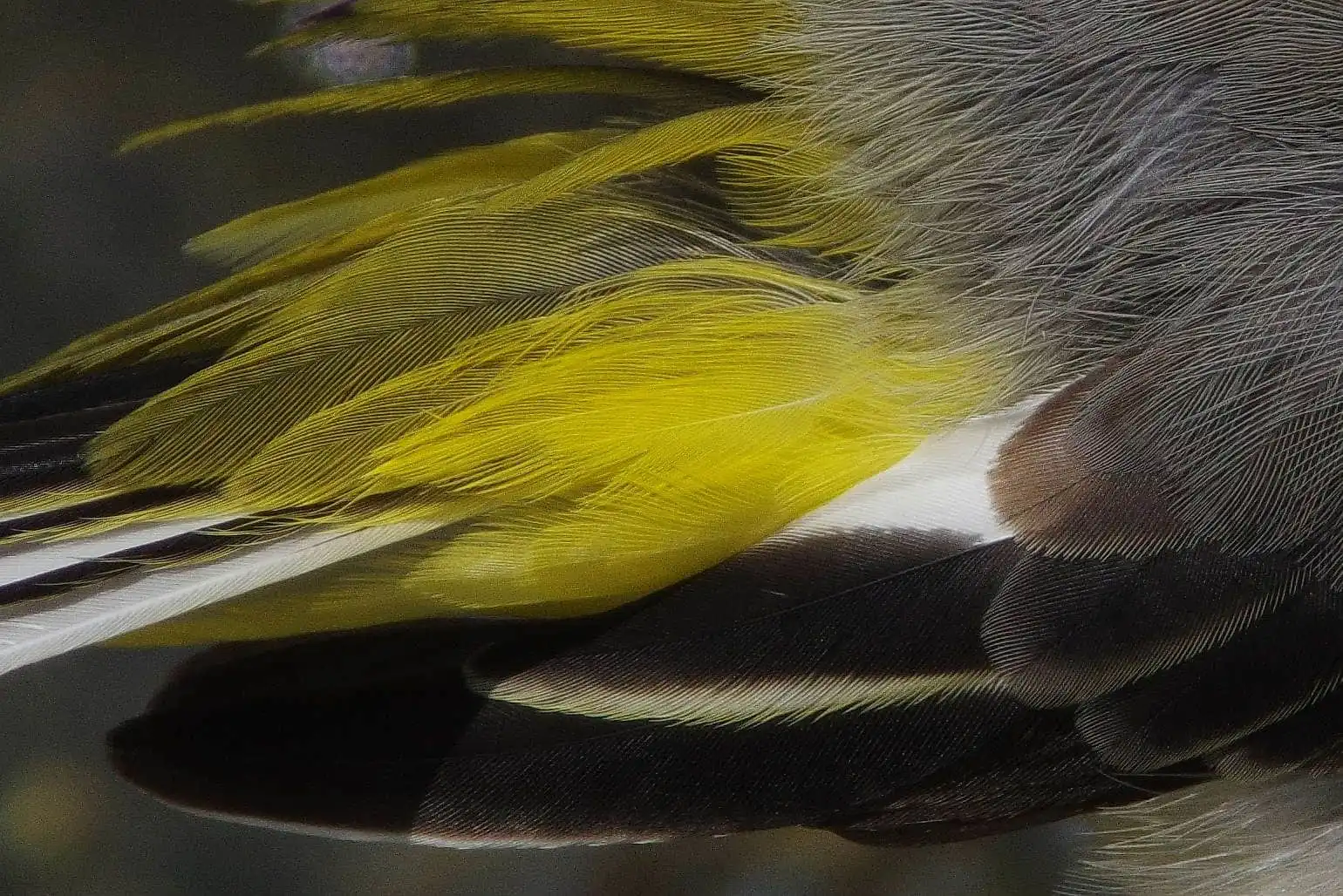 野鳥・キセキレイの写真画像