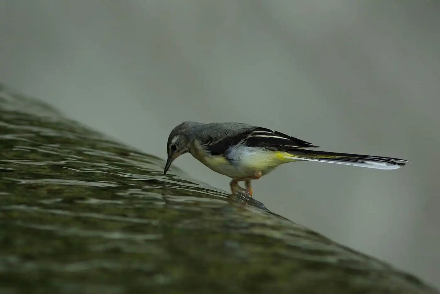 野鳥・キセキレイの写真画像