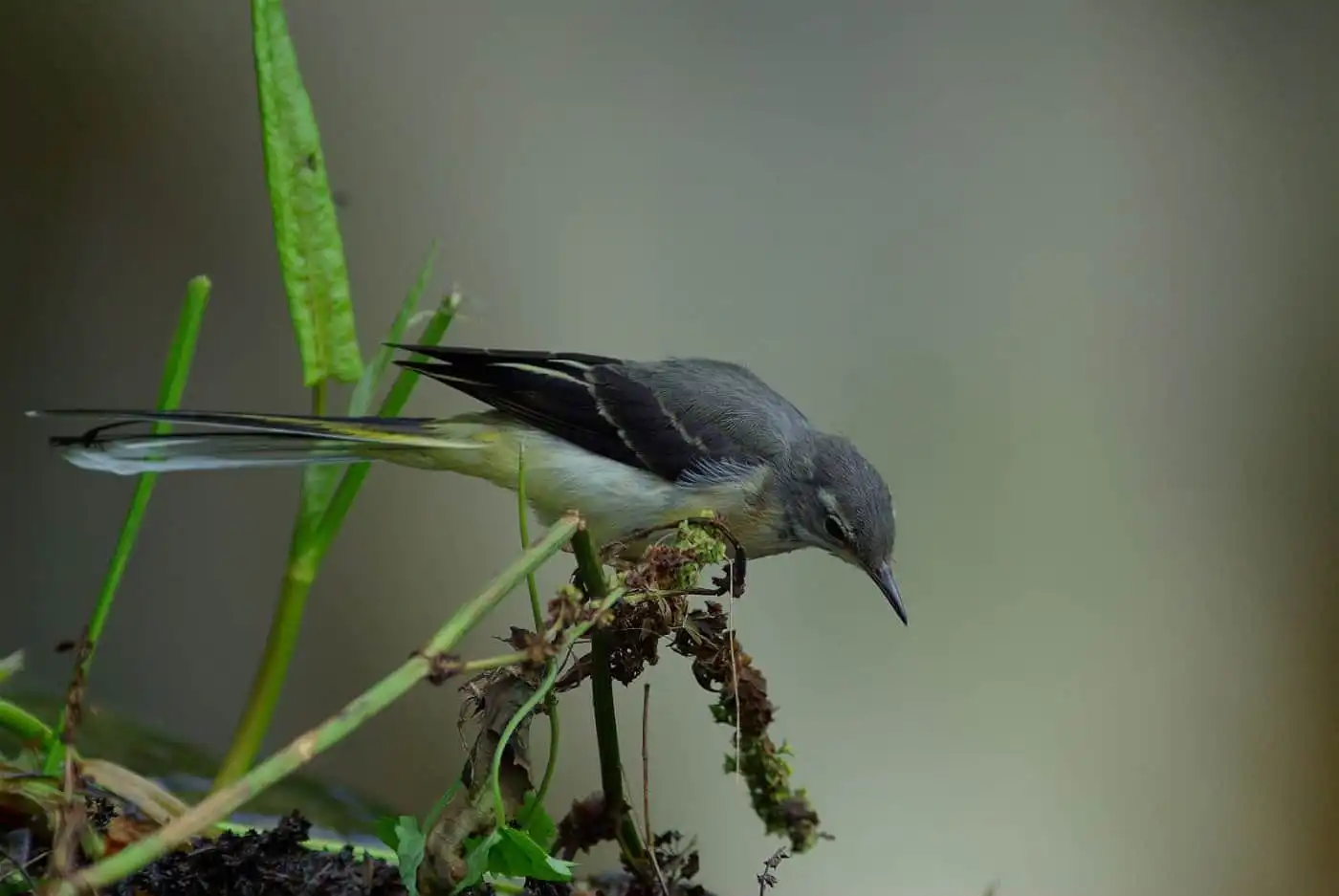 野鳥・キセキレイの写真画像