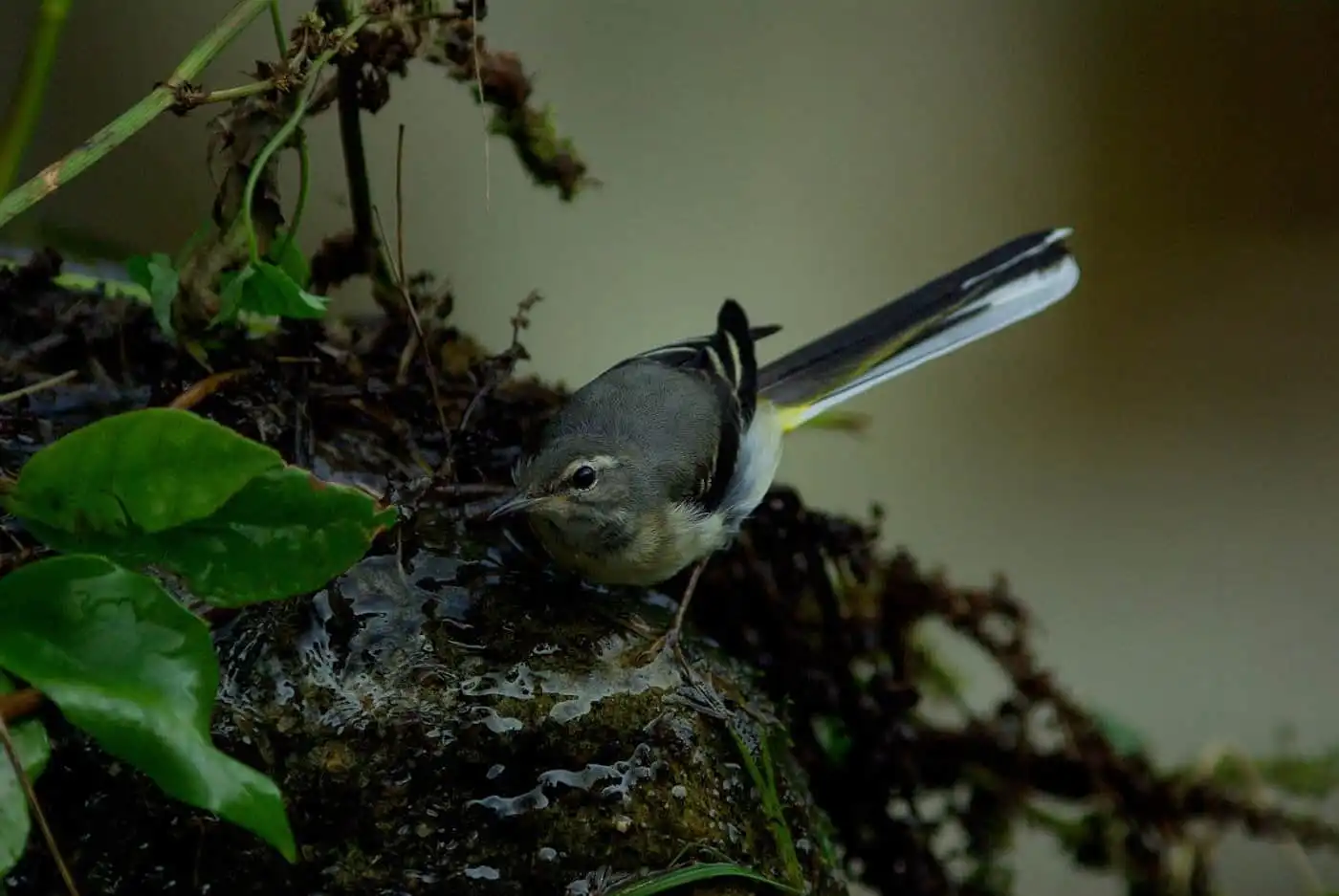 野鳥・キセキレイの写真画像