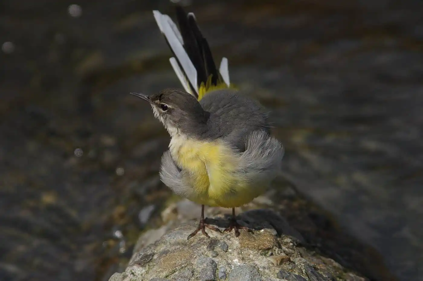 野鳥・高解像キセキレイの写真画像