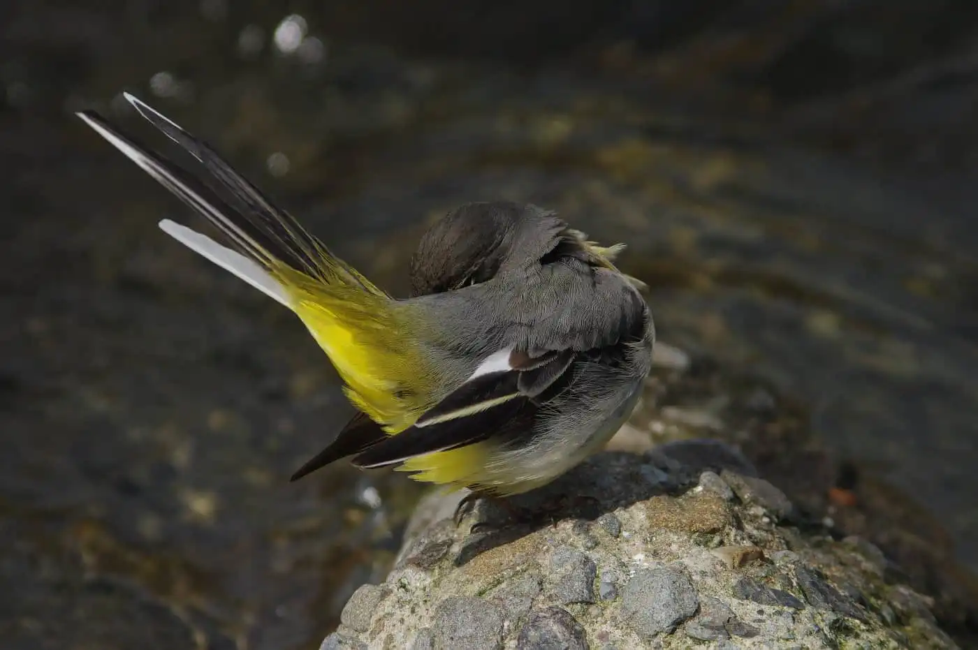 野鳥・高解像キセキレイの写真画像