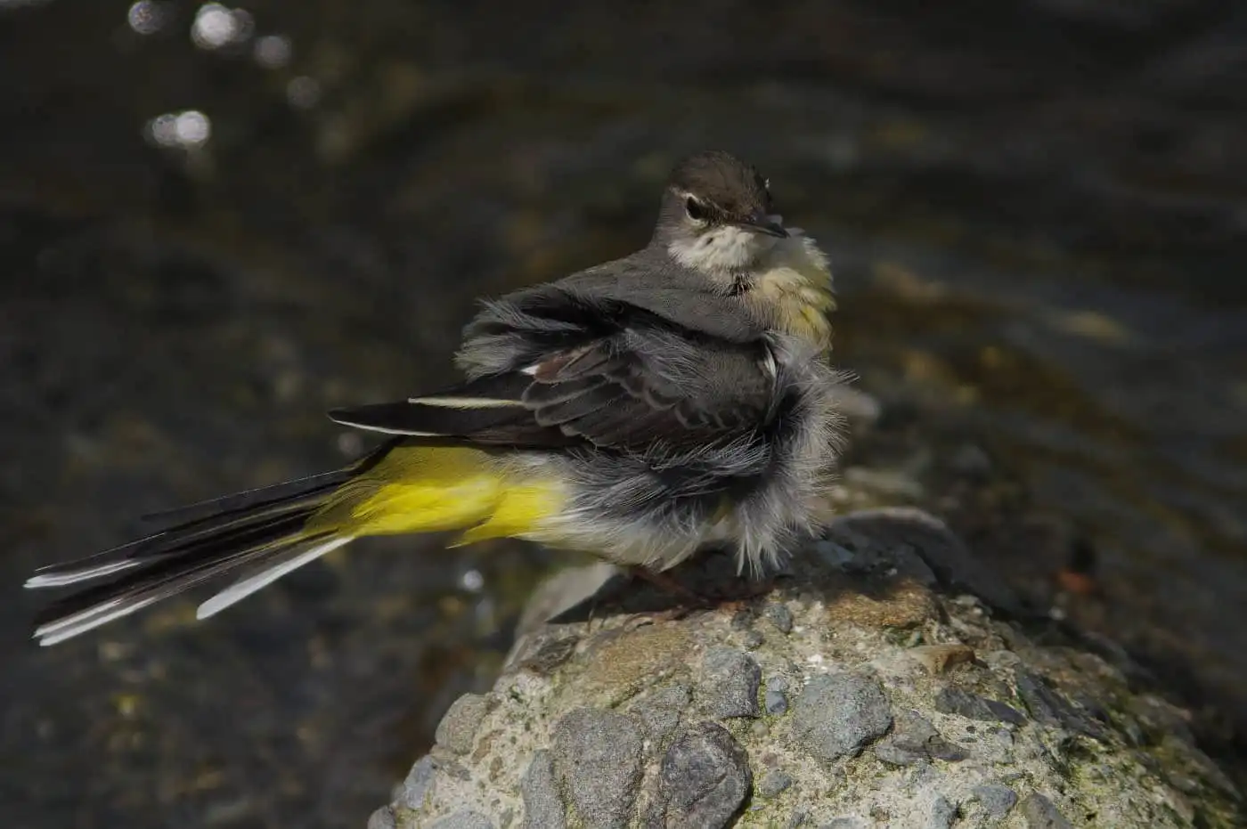 野鳥・高解像キセキレイの写真画像