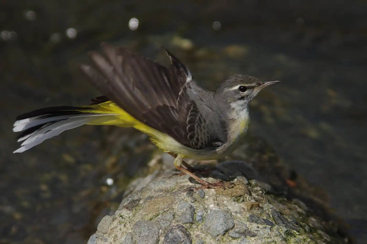 野鳥・高解像キセキレイの写真画像